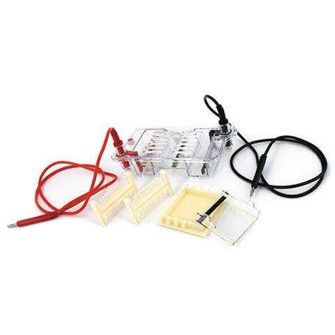 六一生物迷你瓊脂糖電泳儀DYCP-31BN