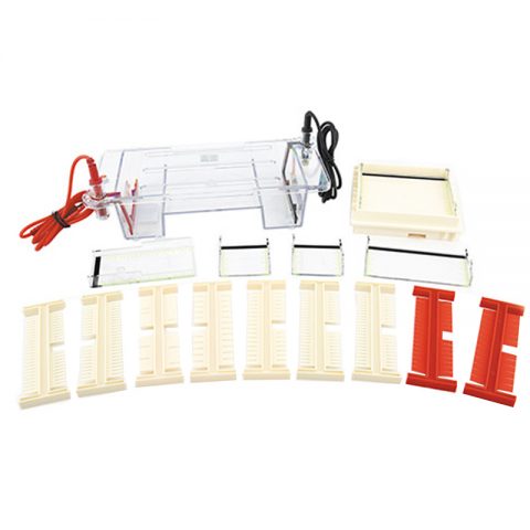 六一生物瓊脂糖水平電泳儀DYCP-31DN